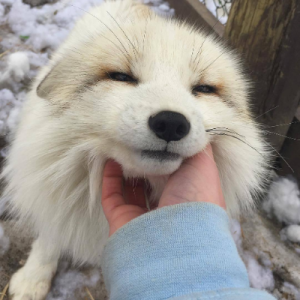 SnowFox