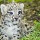 Big Cat